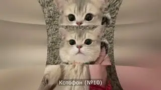 ТОП 10 САМЫХ МИЛЫХ КОТЯТ \ ПО МОЕМУ МНЕНИЮ! ПОДБОРКА #1