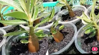 Cara memberikan nutrisi pada bayi adenium 