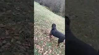 my dogs need to learn some rules