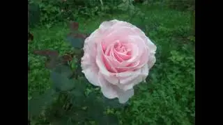 Отцветают последние розы 🌹