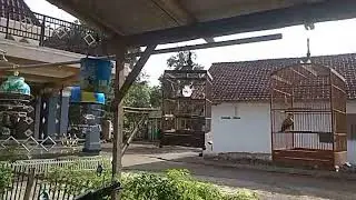Burung variant Gacor dan melatih mental