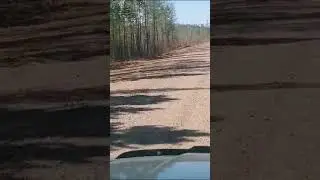 Мишка на дороге