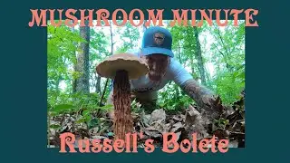 An Easy Bolete to Identify