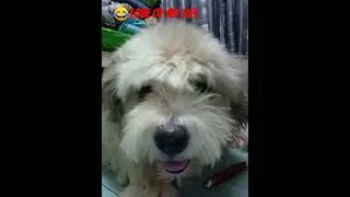 My Sheepdog hate my Singing #subscribe #dog #god