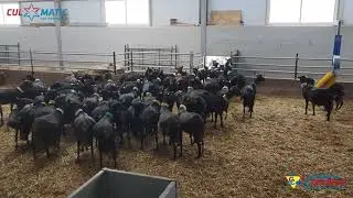 Ganadería Capritietar, Instalación de Vagoneta CULMATIC V300