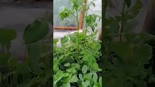 Капустофель #деревня #курск #природа #лето #азаматмусагалиев #капустофель