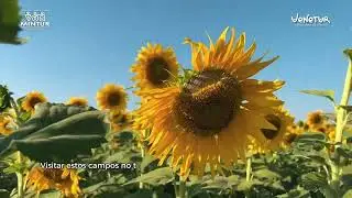 Campo de Girasoles, Turén, Portuguesa - Venezuela