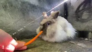 WHATS UP DOC! // Bunny cArrot AsMr