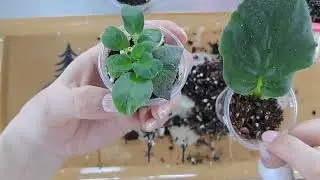 How to separate a baby from a violet leaf, why do you need a greenhouse?