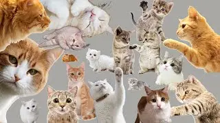 나만 없어 고양이 | 냥캣송