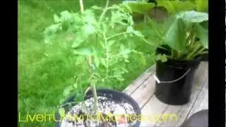 How to Treat Fungal Diseases in Your Garden & My Garden Check In July 2012