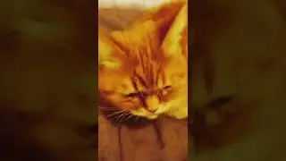 котейка
