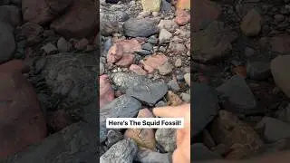 Finding Ancient Jurassic Squid And Cephalopods on the coast! 