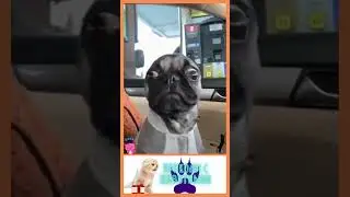 веселые моменты с животными , коты , собаки  
