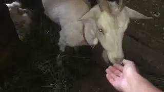 Трава,козлята,козы!