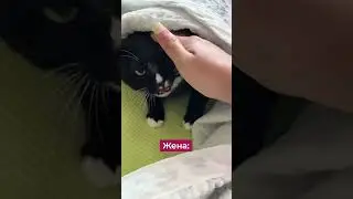КОГДА ЖЕНА КОШЕЧКА 