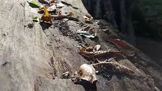 The Highs an Lows of Autumn