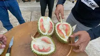 DITEMUKAN LAGI DURIAN MERAH DI LUMAJANG.