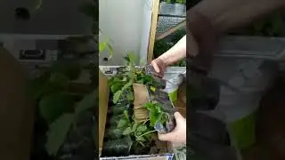 Саженцы клубники от Марины Гречко.