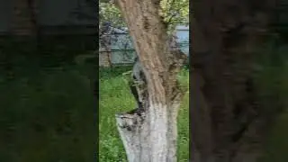 Бахмал оромгохи