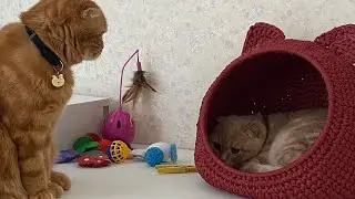 Хивря Скучает за драками😂