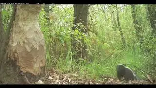 Wandering Skunks