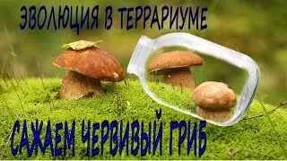 Вечный террариум как у сливки шоу/ ПЕРЕЗАГРУЗКА