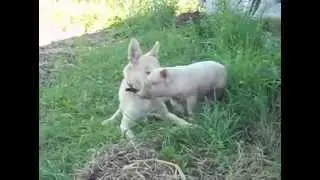 Малыш и Меси любовь обажают друг друга