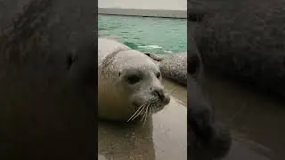 Sunday seal boops