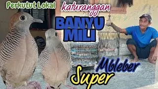 Perkutut Lokal Alam Katuranggan BANYU MILI Super istimewa ‼️ Klangenane Om Cipto