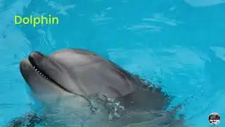 The funniest animal sounds in nature Horses Goat Eagle Peacock Shark Crocodile Cheetah Polar Bear Ka