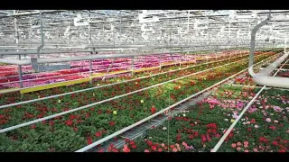 Цветы из Московского