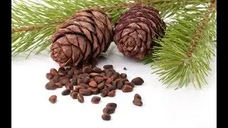 Health Benefits of Pine Nuts |  چلغوزہ کھانے کے حیرت انگیز فائدے