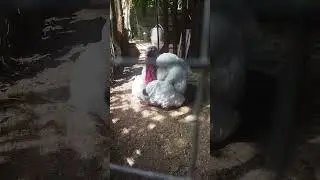 Мой павлин//🤣