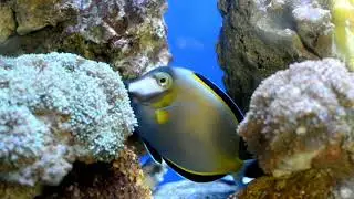 scoral clubua6716252