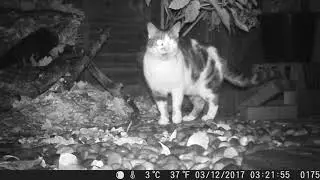 A persistent cat!