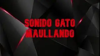 EFECTO SONIDO GATO MAULLANDO