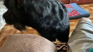 Юника с любимым мячиком