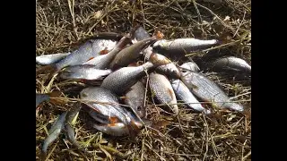 Ловля речной плотвы весной на поплавочную удочку...