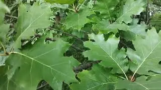 Дуб красный во флоре Беларуси.