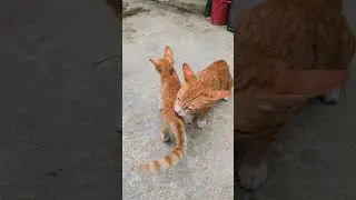 Let me clean you #cat