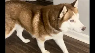 Two husky play fighting so funny and so amazing ￼😁😁😁