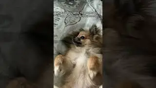 #tiktok #reaction #собака #pomeranian #smile #шпиц