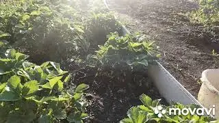 Лето. Жара. А мы на даче.