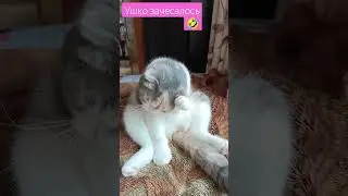 Мамина Девочка ❤️#кошки#котики#кошка#