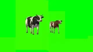 Beautiful Black White Cow With Calf Green Screen Walking Video No Copyright
