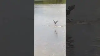 WHAT SCARED THIS BIRD ???     