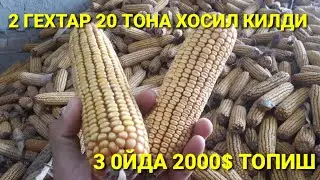 2 ГЕХТАР ЙЕР 3 ОЙДА КАНЧА ДОРОМАТ КИЛАДИ ХОЛОЛ БИЗНЕС