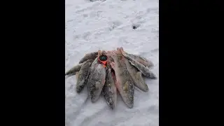 Рыбалка в Новосибирске в черте города.