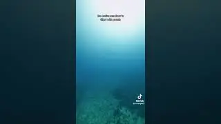 lady diver